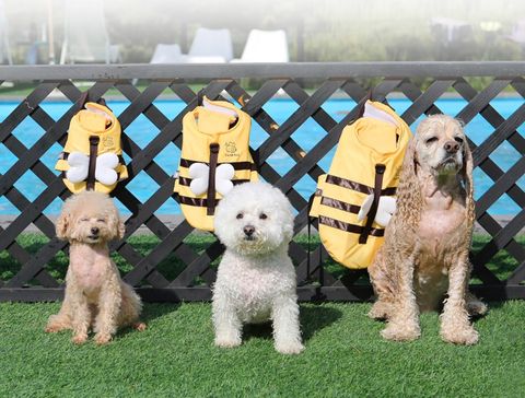 LINE_ALBUM_Itsdog 一般_240410_72