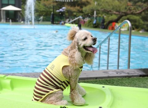 LINE_ALBUM_Itsdog 一般_240410_89