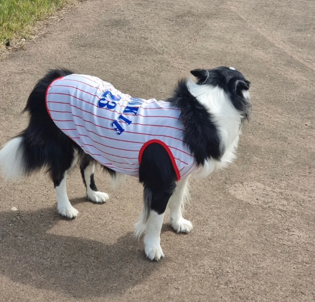 LINE_ALBUM_Grooming dog_240531_95