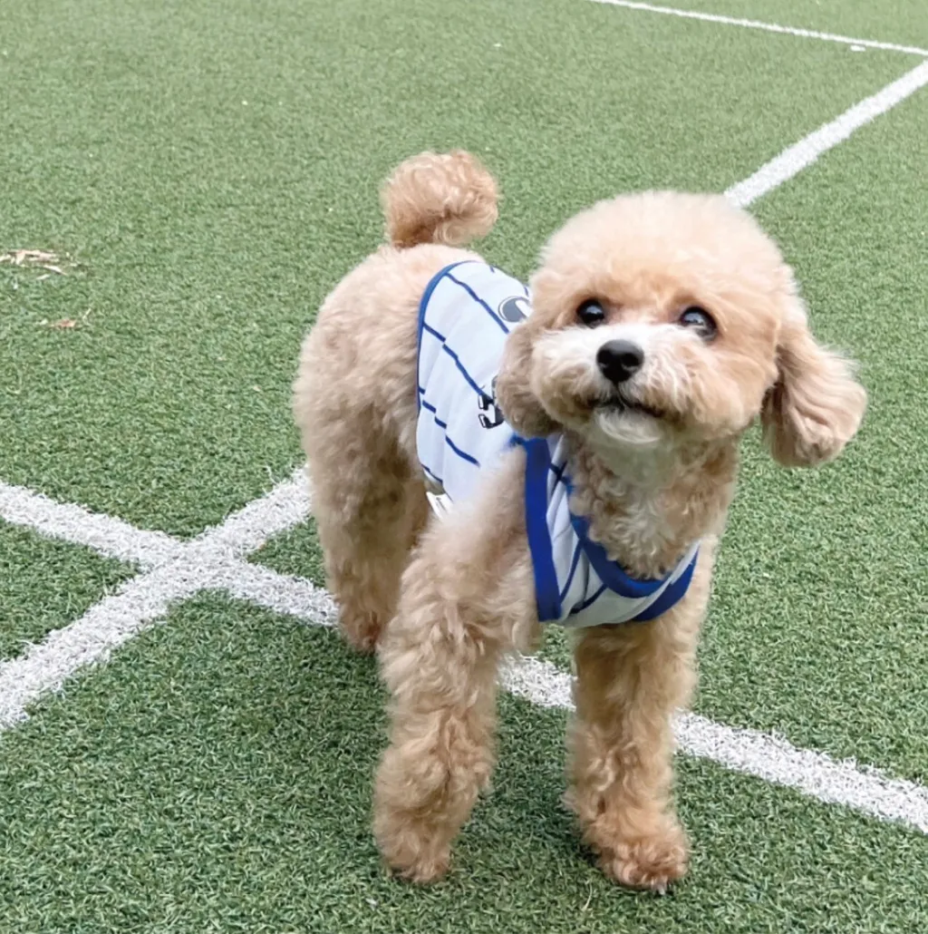 LINE_ALBUM_Grooming dog_240531_101