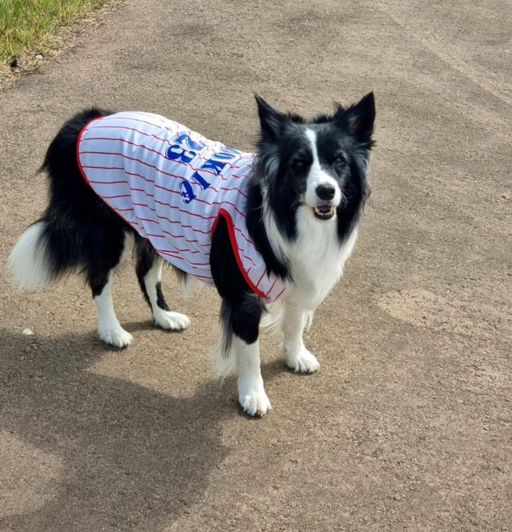 LINE_ALBUM_Grooming dog_240531_94
