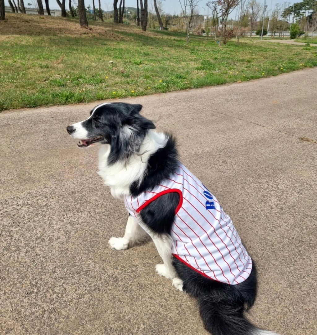 LINE_ALBUM_Grooming dog_240531_92