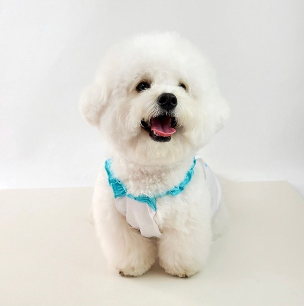 LINE_ALBUM_Grooming dog_240531_67