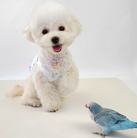 LINE_ALBUM_Grooming dog_240531_40