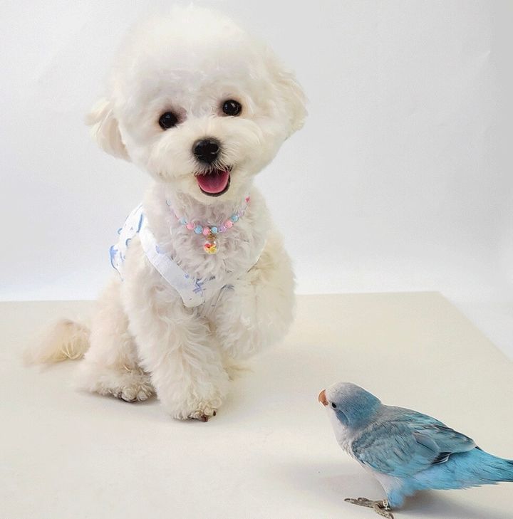 LINE_ALBUM_Grooming dog_240531_40