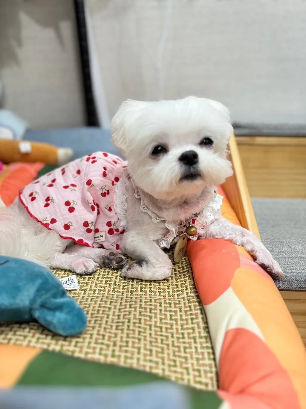 LINE_ALBUM_Grooming dog_240531_33