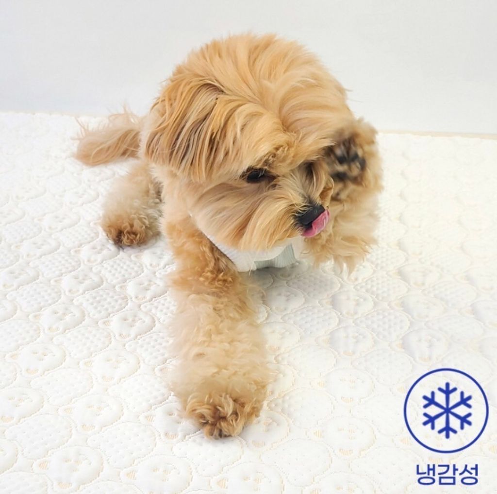 LINE_ALBUM_Grooming dog_240531_7