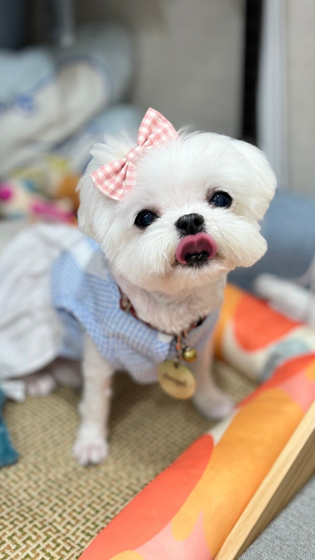 LINE_ALBUM_Totopany_240603_2