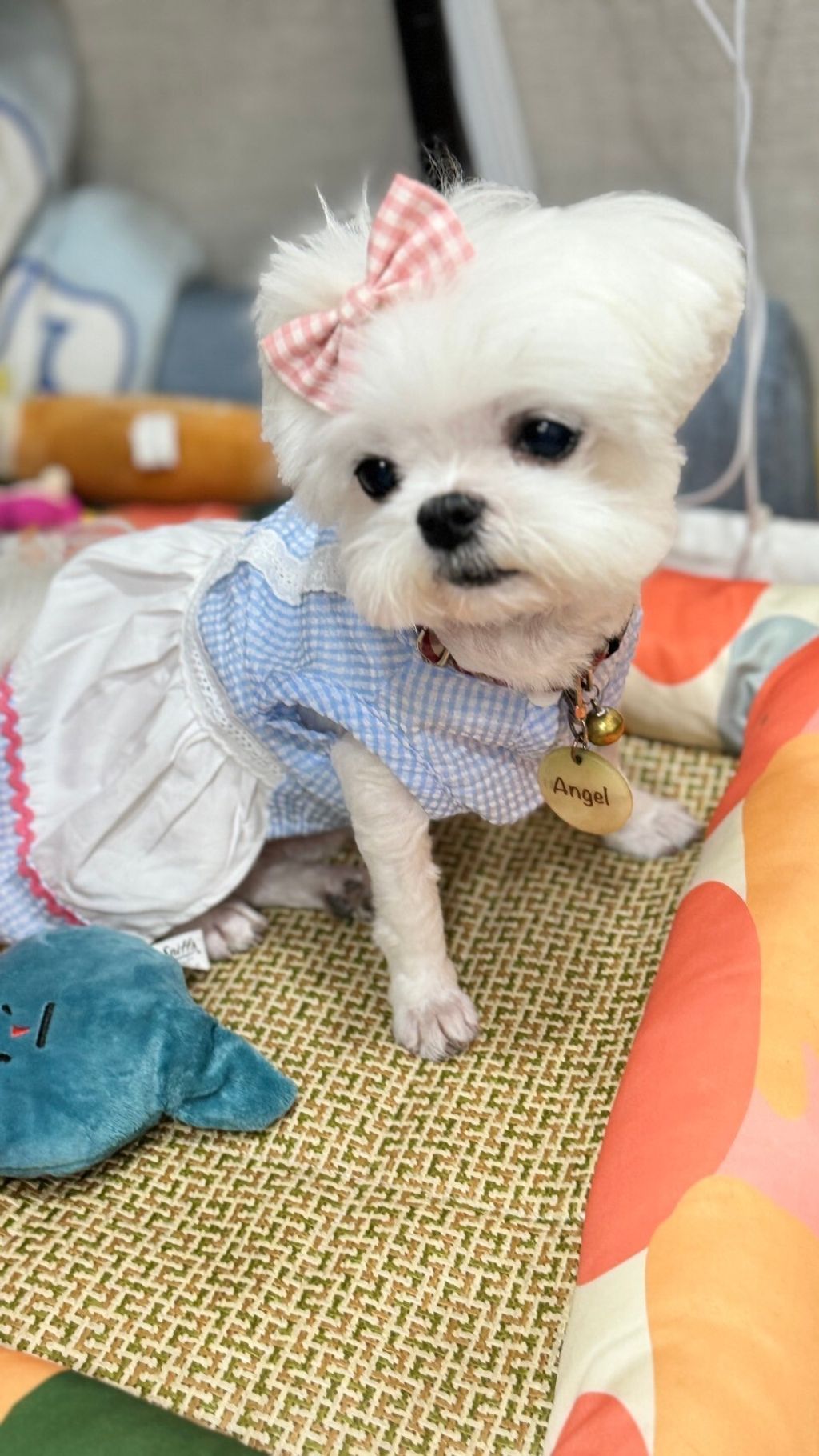 LINE_ALBUM_Totopany_240603_1