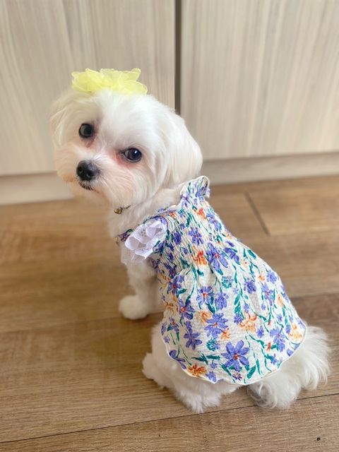 LINE_ALBUM_Totopany_240603_52