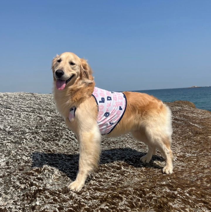 LINE_ALBUM_法鬥（bark dog_caconi)_240605_57