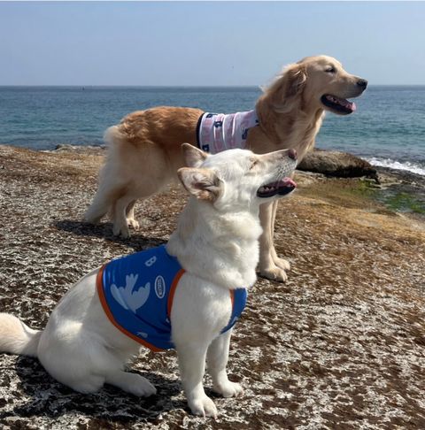 LINE_ALBUM_法鬥（bark dog_caconi)_240605_55