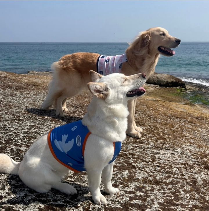 LINE_ALBUM_法鬥（bark dog_caconi)_240605_55