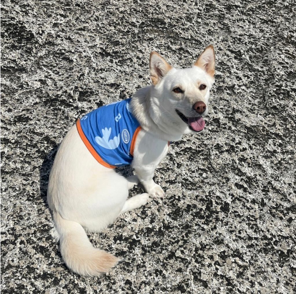 LINE_ALBUM_法鬥（bark dog_caconi)_240605_54