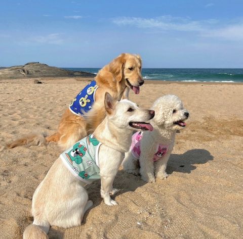 LINE_ALBUM_法鬥（bark dog_caconi)_240605_68