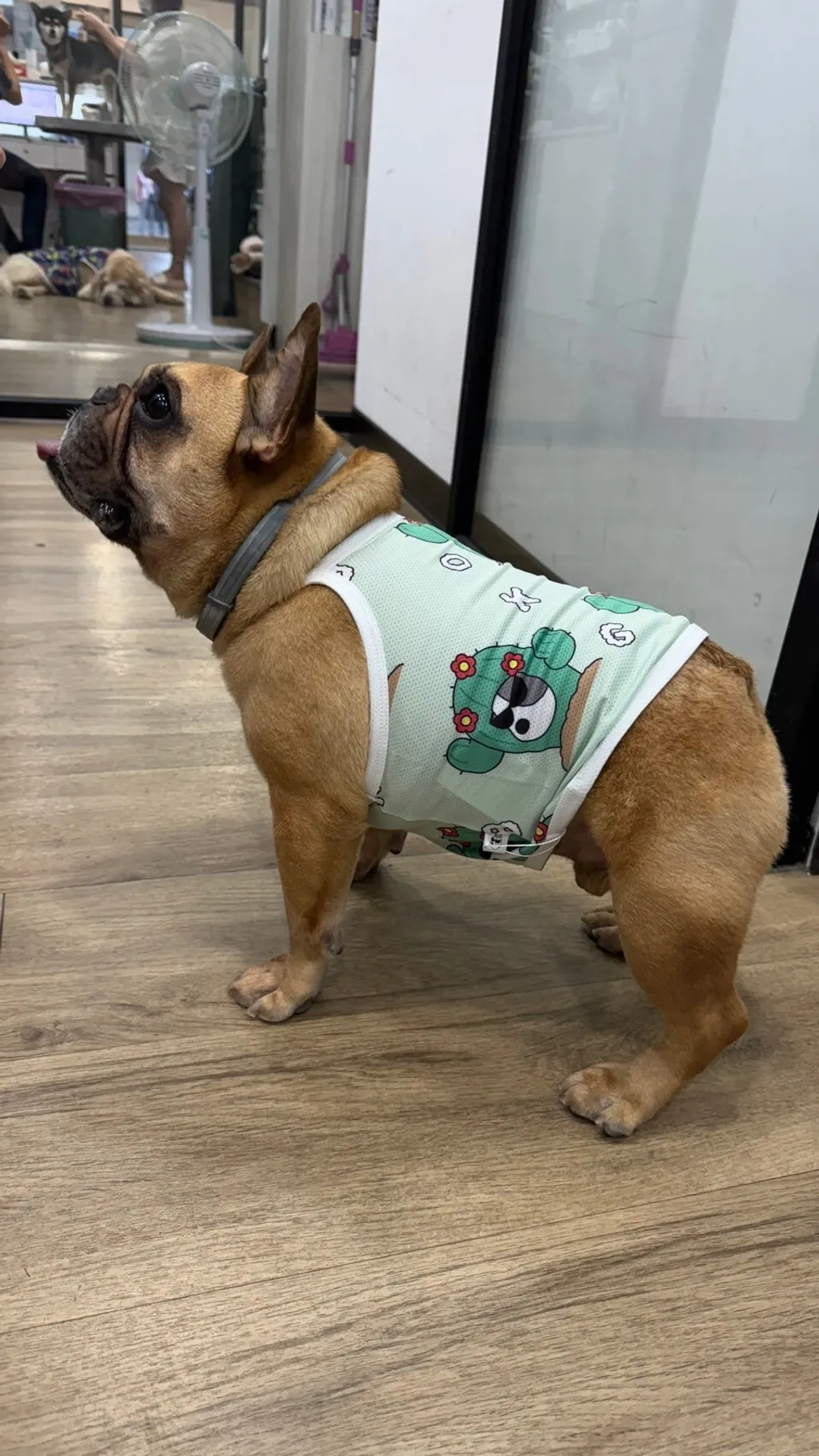 LINE_ALBUM_法鬥（bark dog_caconi)_240605_46