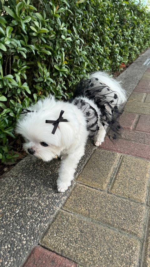 LINE_ALBUM_Buyalldog_240715_22