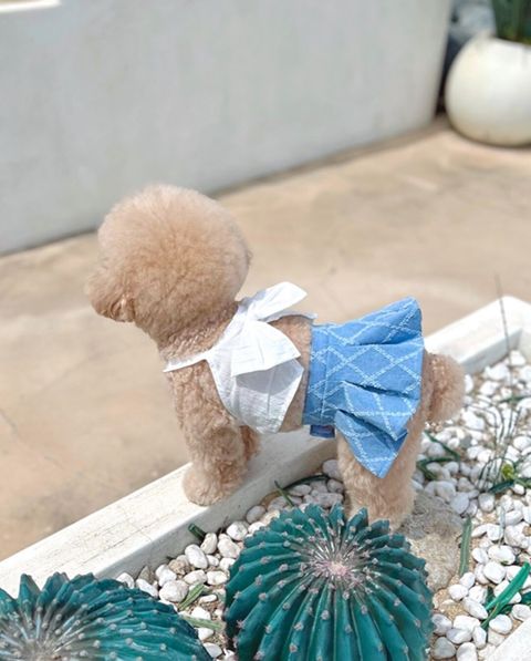 LINE_ALBUM_Buyalldog_240715_54