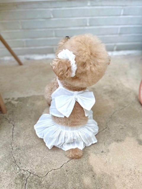 LINE_ALBUM_Buyalldog_240715_58