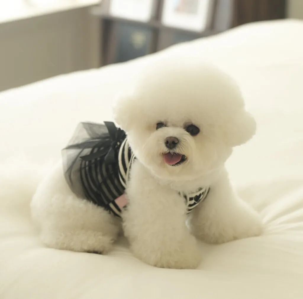 LINE_ALBUM_cheese  n mood_240717_16