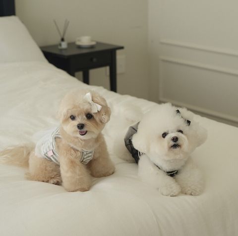 LINE_ALBUM_cheese  n mood_240717_21