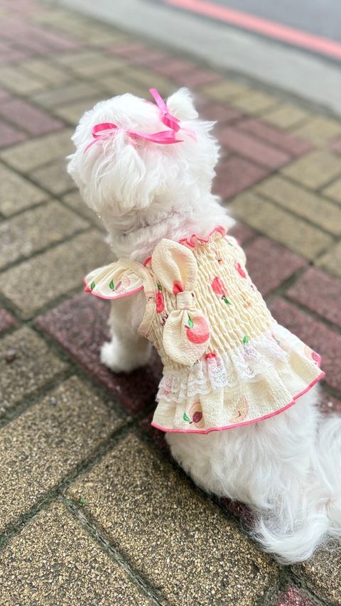 LINE_ALBUM_Doggyholic_240717_15