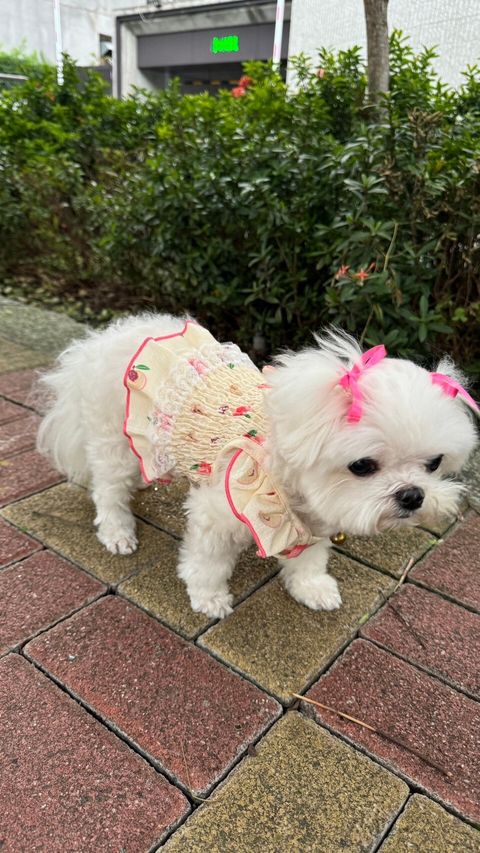 LINE_ALBUM_Doggyholic_240717_21