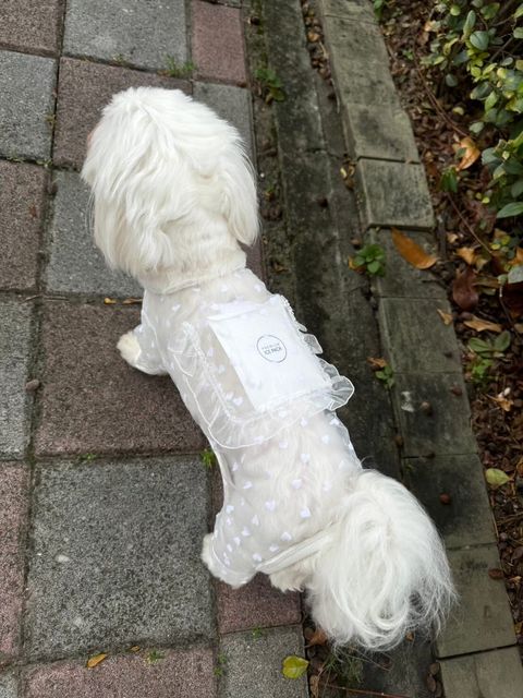 LINE_ALBUM_Little heart_240925_5