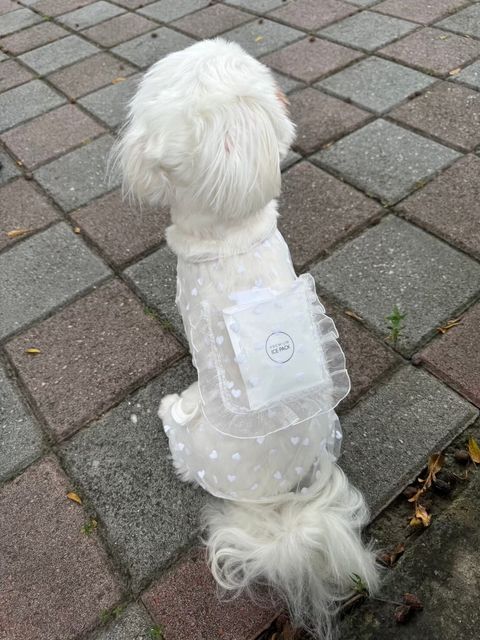 LINE_ALBUM_Little heart_240925_6