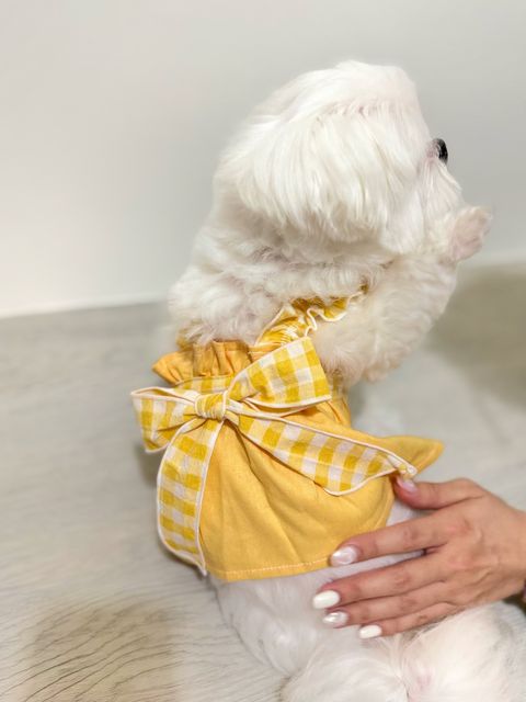 IMG_6451-1728187040912