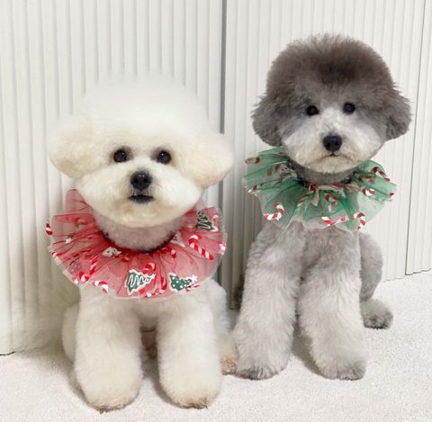 LINE_ALBUM_Zoobico_241005_27