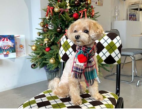 LINE_ALBUM_Zoobico_241005_16