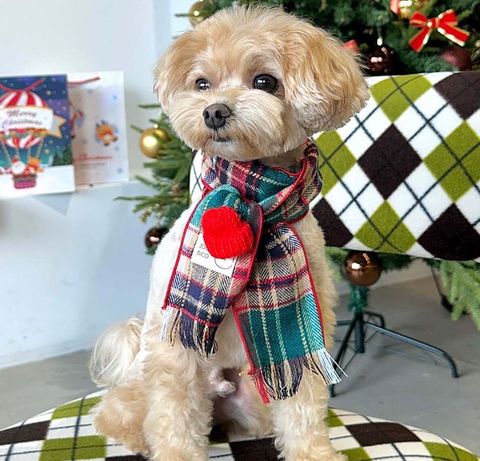 LINE_ALBUM_Zoobico_241005_12