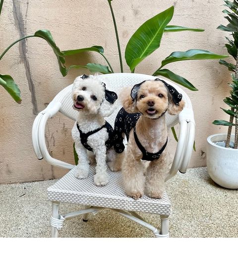 LINE_ALBUM_Himong_241007_12