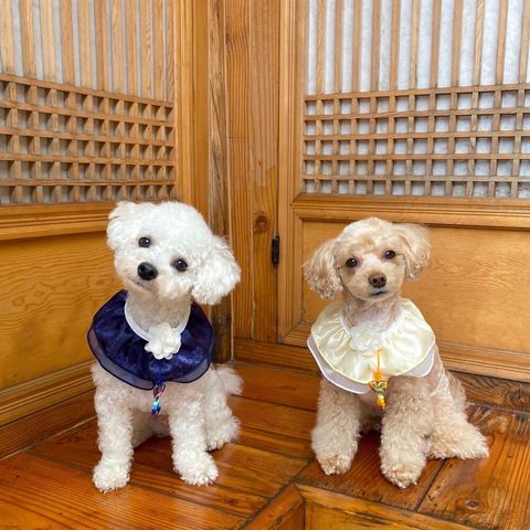 LINE_ALBUM_Himong_241007_167