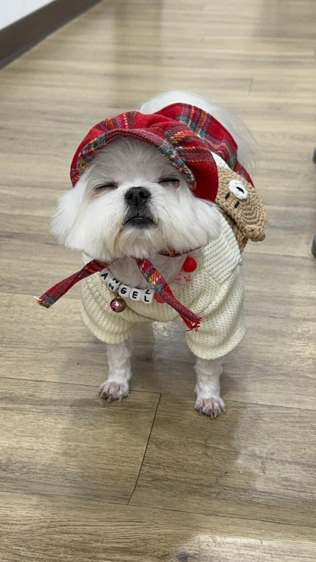 LINE_ALBUM_Doggyholic_241126_53