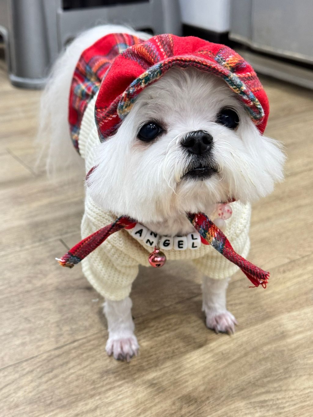 LINE_ALBUM_Doggyholic_241126_51