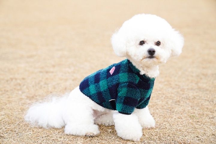 LINE_ALBUM_Grooming dog_241126_78