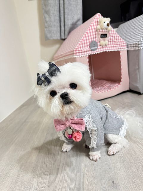 LINE_ALBUM_Grooming dog_241128_36