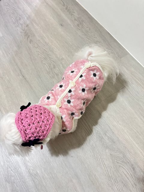 LINE_ALBUM_Doggyholic_241129_28