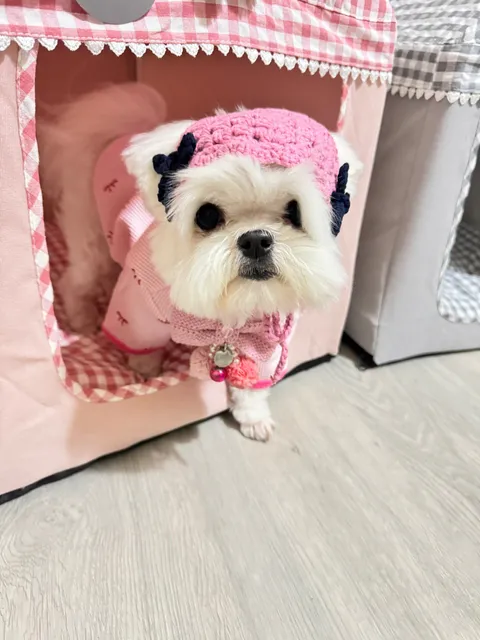 LINE_ALBUM_Doggyholic_241129_18
