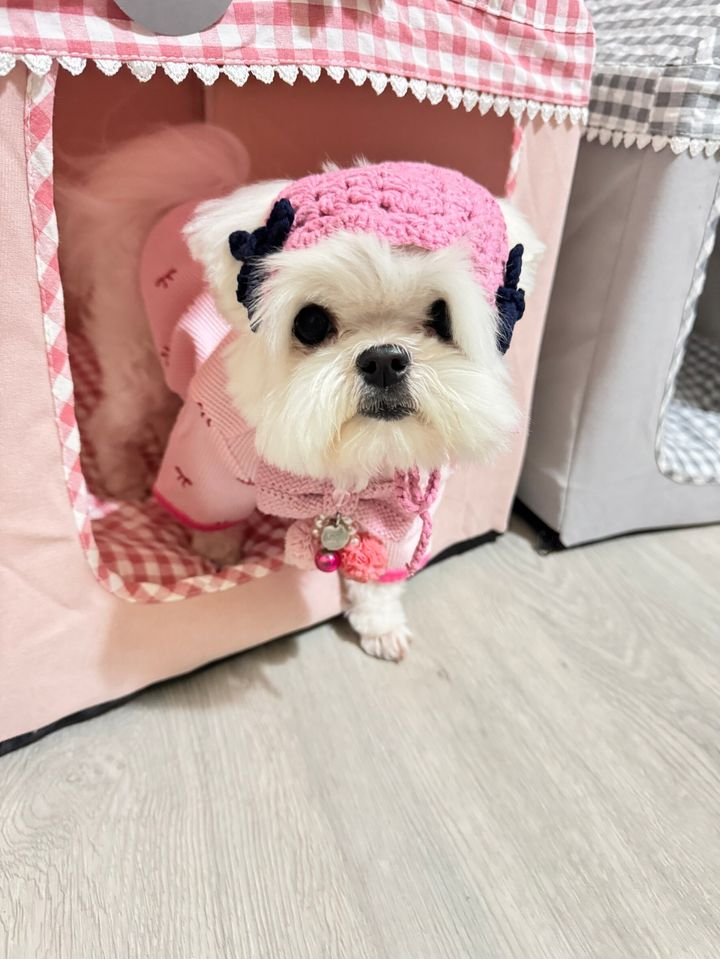 LINE_ALBUM_Doggyholic_241129_18