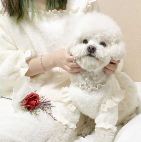 LINE_ALBUM_Grooming dog_241203_3