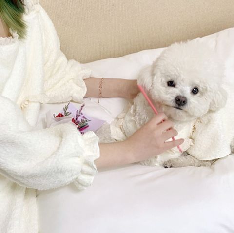 LINE_ALBUM_Grooming dog_241203_5