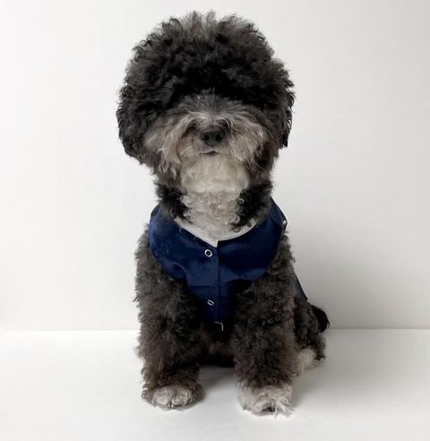 LINE_ALBUM_Honneydog_250105_37
