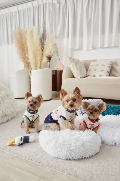 1230 羽葤5685-1736869425014