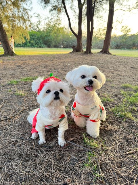 image_4549F216-9F8E-4EE1-818B-D3C932BC5BF5_1741262055