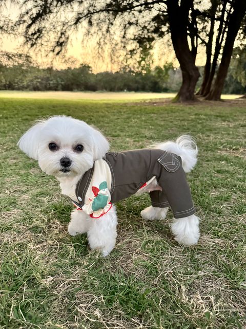 image_61192B1E-206F-4BF5-A3BE-7DFA1EAAD4EF_1741347396