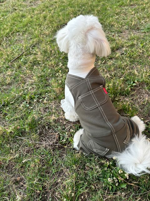 image_5B617685-8A41-4526-A380-FEA8CCF13703_1741347397