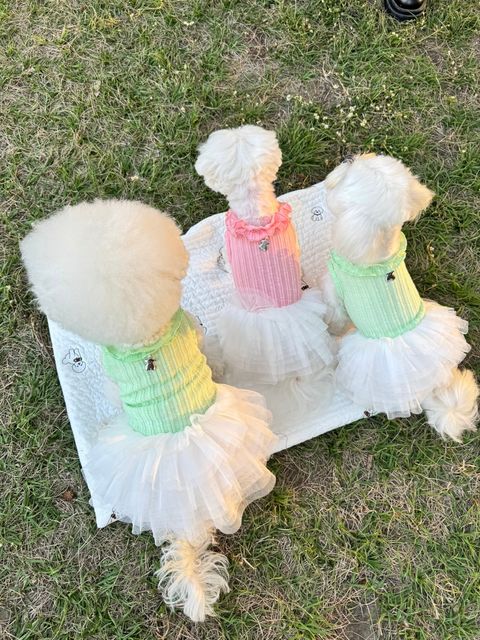 image_5A743D88-CC40-43E6-84C4-C6329BF5C2EB_1742924675